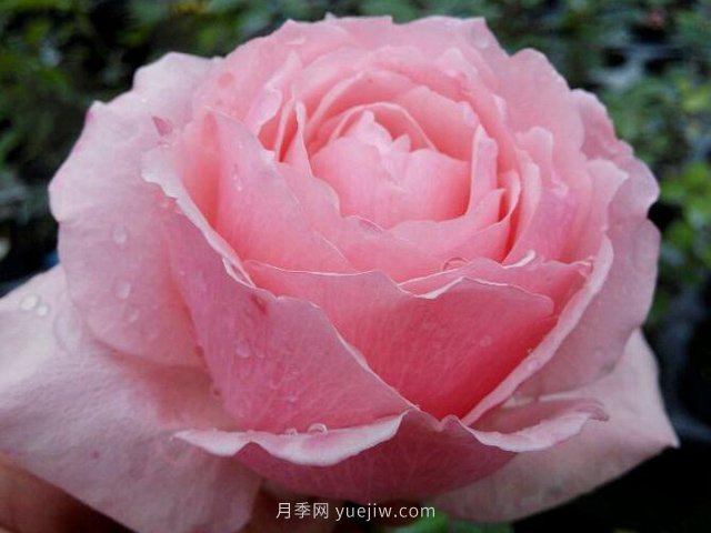 迷人的罩杯月季的优缺点是什么？(图1)