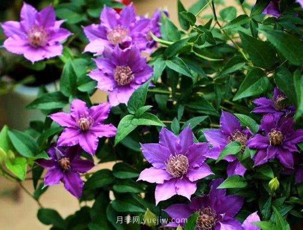 铁线莲夏天养护的五大技巧办法(图1) 铁线莲夏天养护的五大技巧办法(图1)