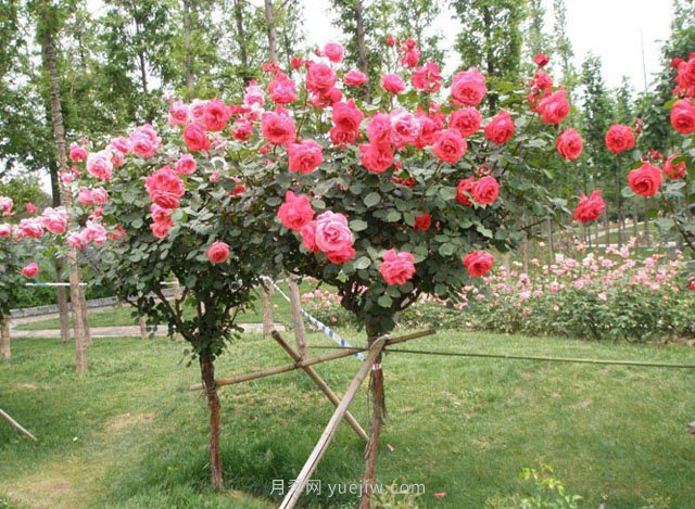 树状月季栽培管理技术和注意事项(图1)
