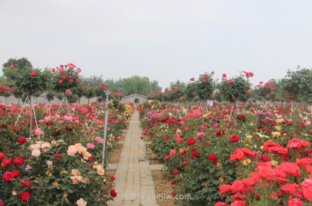 月季打造美丽乡村，南阳月季美化衢州乡村振兴之路(图6)