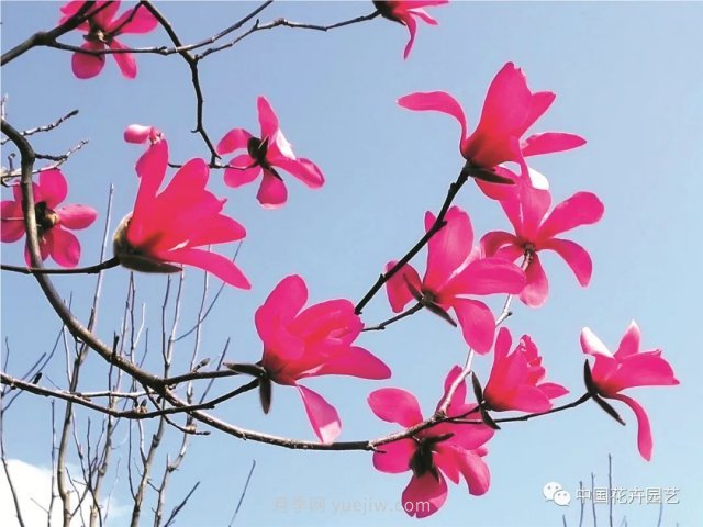 玉兰新品种，走出宜昌五峰的红花玉兰(图1)