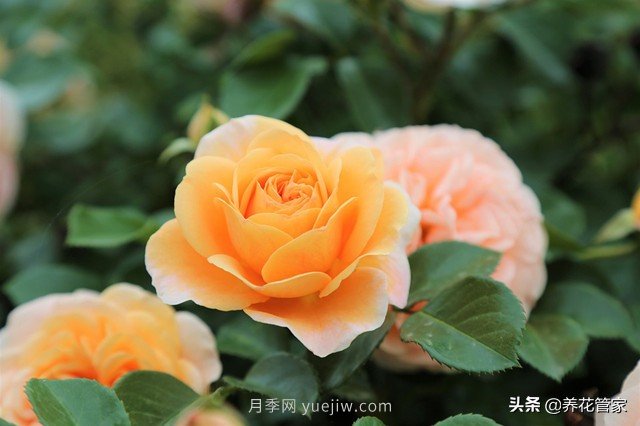 盘点五款耐热耐晒月季，南方花友照样养(图1)