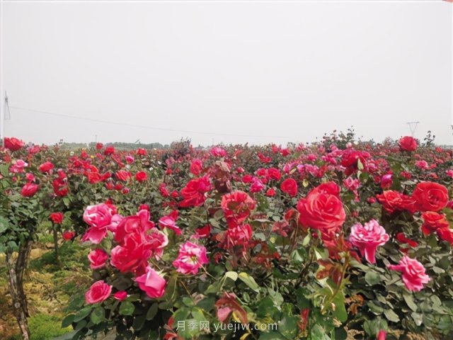 方城县博望月季掠影：两汉文化铸根魂 梨甜花艳产业兴(图1)