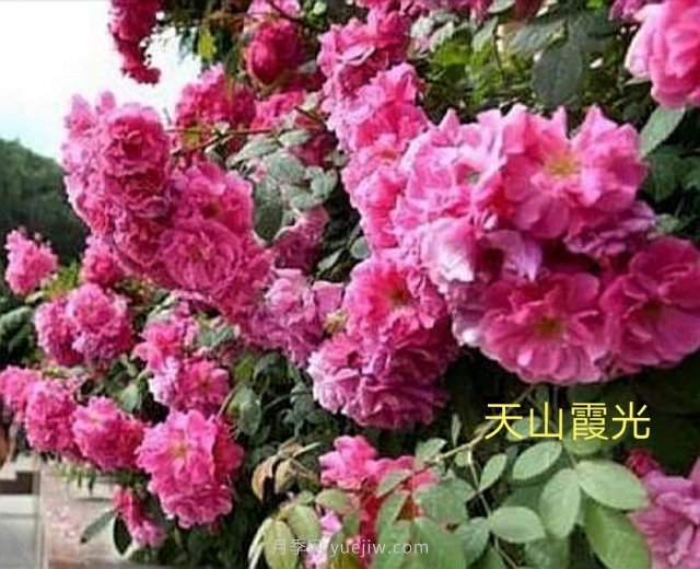 天山霞光月季(图1) 天山霞光月季(图2)