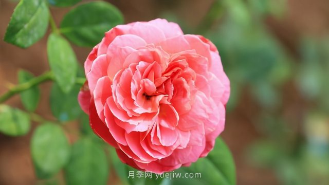 学习月季的15条小知识,轻松在家栽培月季花(图1) 花友在家栽培月季花需要掌握的15条小知识(图1)