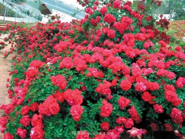 昆明杨月季:让更多自育月季品种走出国门(图1)
