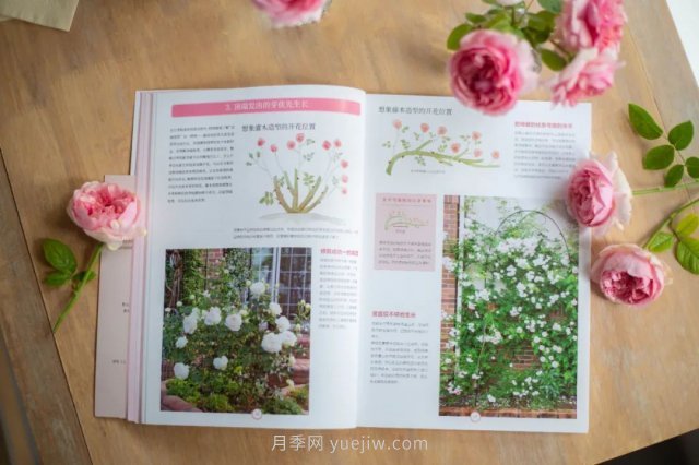 月季图书：后藤绿《月季新手百科》(图2)