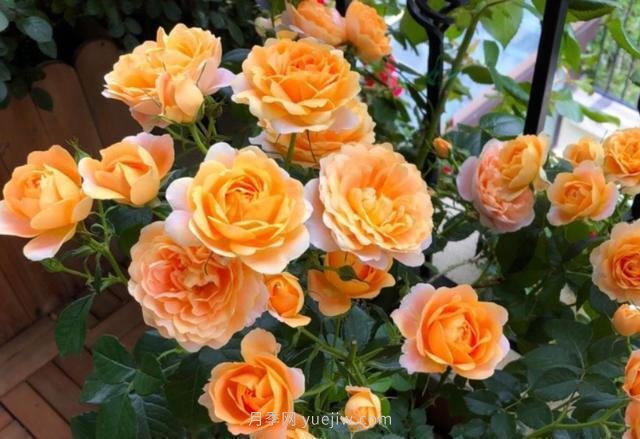 阳台养月季,果汁阳台月季是首选,5大优点告诉你(图1) 阳台养月季果汁阳台是首选,5大优点告诉你(图1)