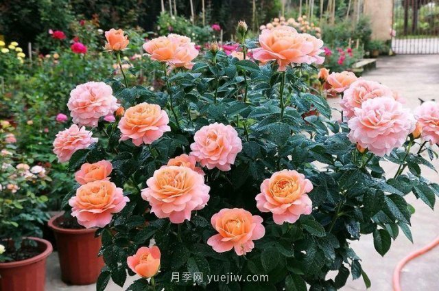 阳台养月季,果汁阳台月季是首选,5大优点告诉你(图2) 阳台养月季果汁阳台是首选,5大优点告诉你(图2)