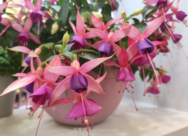 夏天不能买的7种花，再漂亮也要管住手(图5)