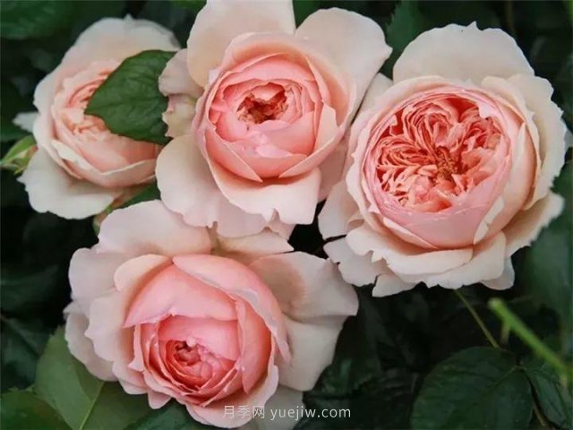 夏天随便养，20个不怕热的耐热月季品种推荐(图2)