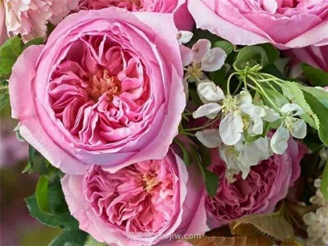 夏天随便养，20个不怕热的耐热月季品种推荐(图9)