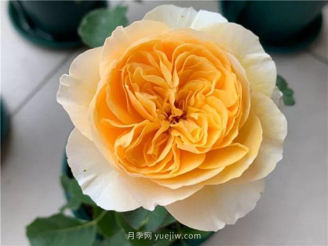 夏天随便养，20个不怕热的耐热月季品种推荐(图14)