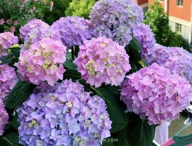 绣球冬季容易遭遇哪些病虫害?该如何防治?(图1) 绣球冬季容易遭遇哪些病虫害?该如何防治?(图1)