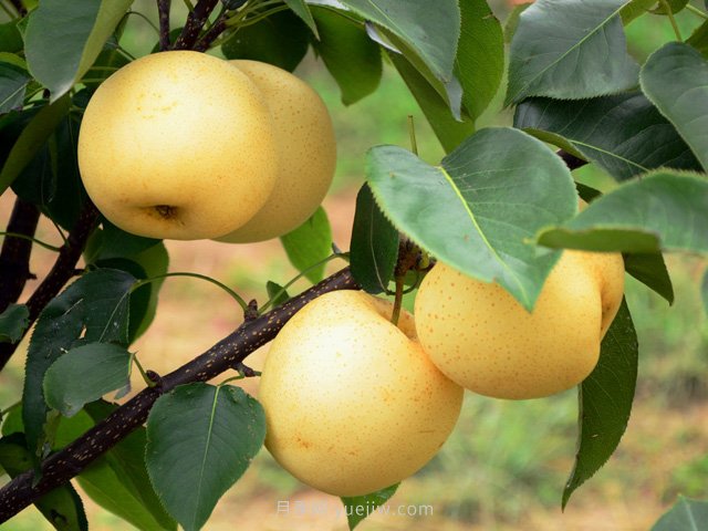 秋季果树施肥的重要性与施肥方法(图1) 秋季果树施肥的重要性与施肥方法(图1)