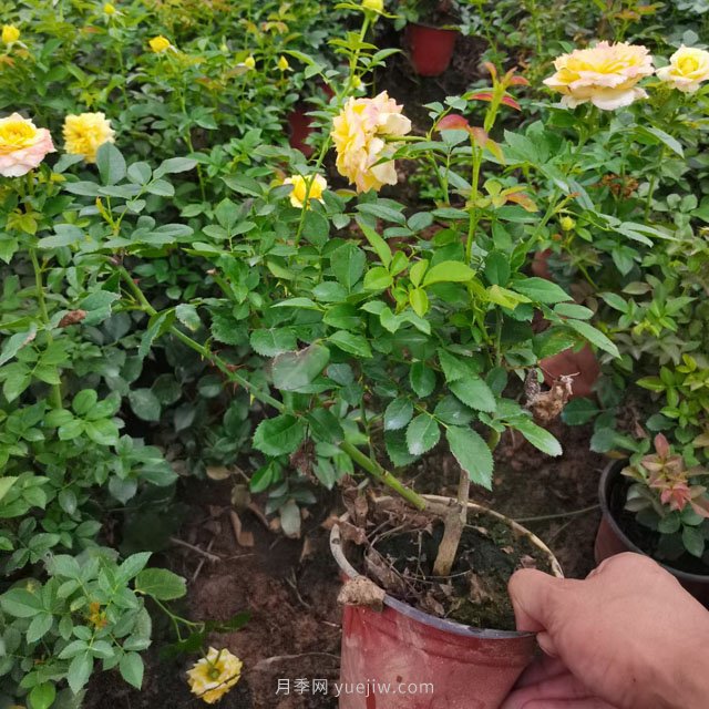 双色营养杯欧月盆栽月季批发(图2)
