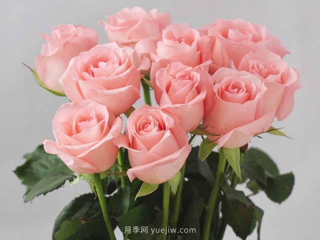 戴安娜玫瑰-戴安娜玫瑰是属于香槟玫瑰?戴安娜玫瑰是属于?(图1) 戴安娜玫瑰-戴安娜玫瑰是属于香槟玫瑰?戴安娜玫瑰是属于?(图1)