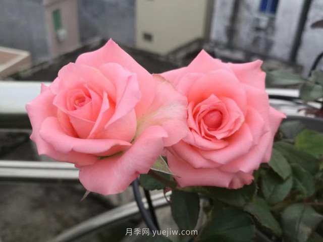 戴安娜玫瑰花的花语是什么？(图1)