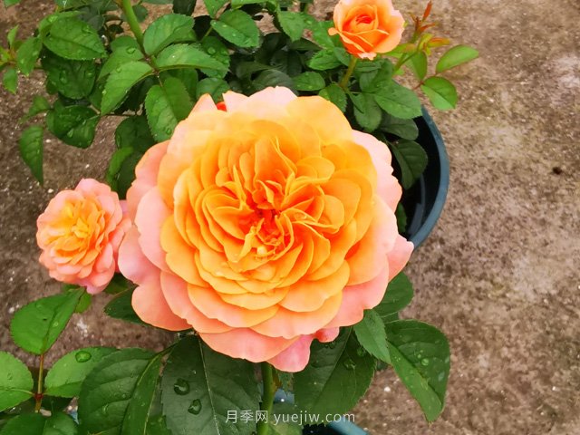 推荐5款高颜值黄色月季品种，美丽又好养！(图1)