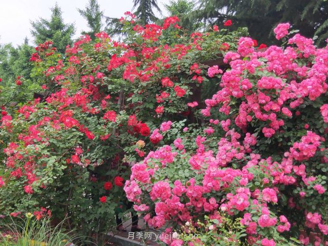 月季园：临沂书法广场月季园(图2)