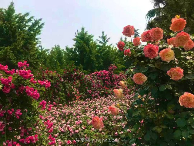 月季园：临沂书法广场月季园(图3)