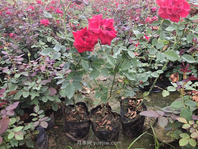 月季在园林绿化景观栽植中，每平米栽多少棵吗？(图1)