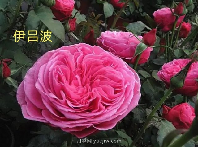 花型漂亮，8个友禅系列月季推荐(图2)