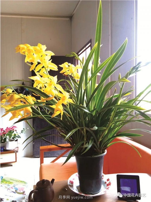 杂交兰家庭养护“九字诀”(图2)