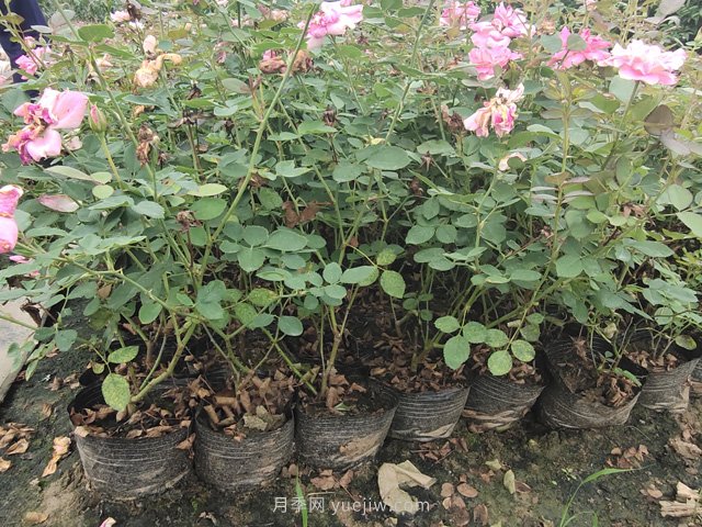 月季网2万余盆仙境月季杯苗发往河北(图2) 月季网2万余盆仙境月季杯苗发往河北(图2)