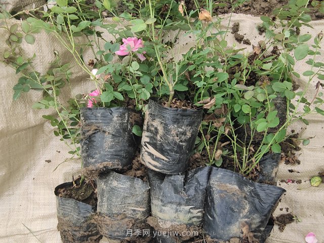 月季网2万余盆仙境月季杯苗发往河北(图4) 月季网2万余盆仙境月季杯苗发往河北(图4)