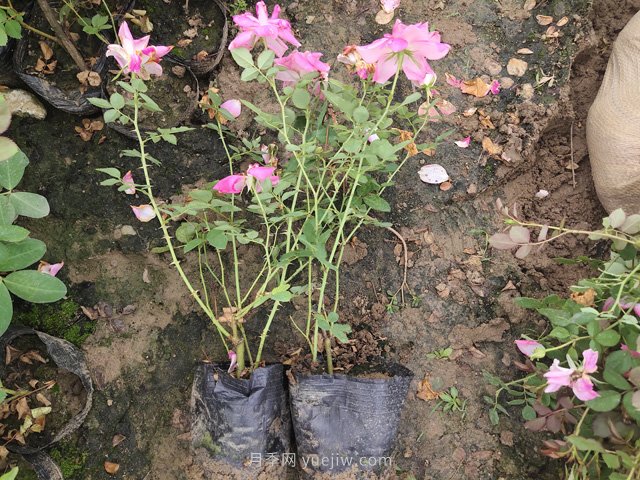 月季网2万余盆仙境月季杯苗发往河北(图3) 月季网2万余盆仙境月季杯苗发往河北(图3)