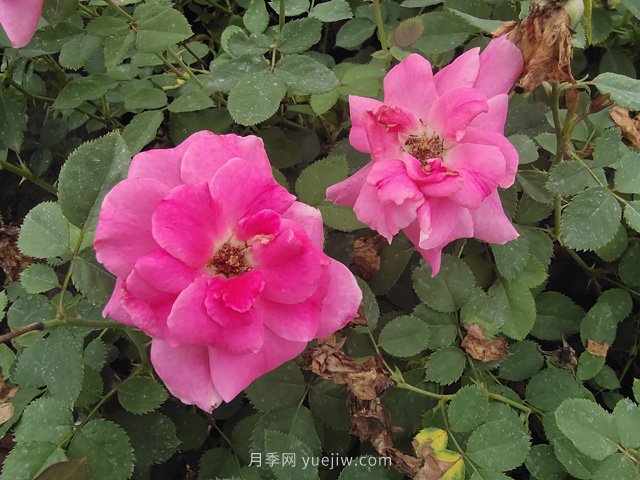 月季网2万余盆仙境月季杯苗发往河北(图1) 月季网2万余盆仙境月季杯苗发往河北(图1)