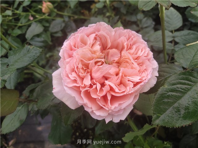 推荐3个月季品种优缺点，不容错过的珍品月季(图2)