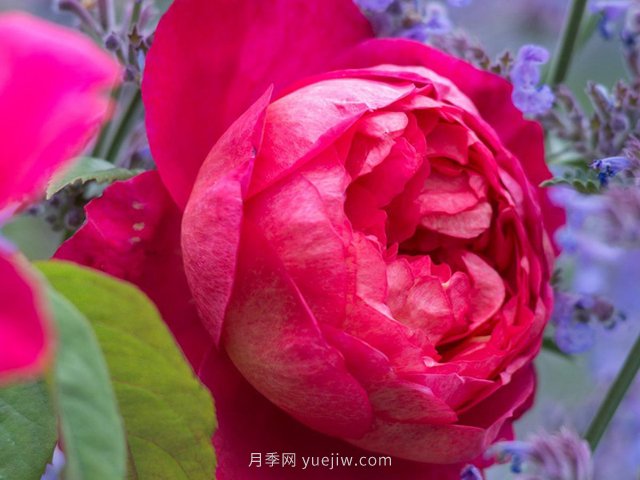 推荐3个月季品种优缺点，不容错过的珍品月季(图1)