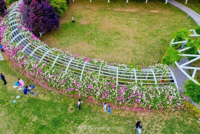 南京卡子门广场这条“月季花廊”,美绝了(图1) 南京卡子门广场这条“月季花廊”,美绝了(图1)