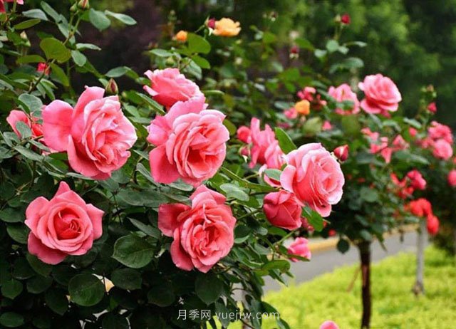 园林绿化工主要工作内容有哪些,绿化工证怎么报考?(图1) 园林绿化工主要工作内容有哪些,绿化工证怎么报考?(图1)