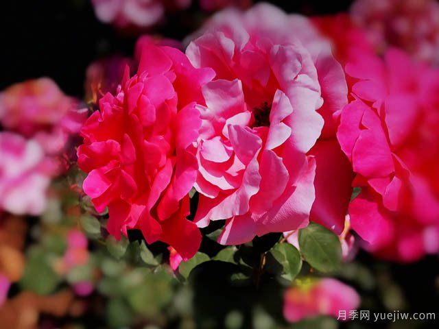 最强营养液,助力9月10月养好月季(图1) 超强营养液,帮助9月养好月季(图1)