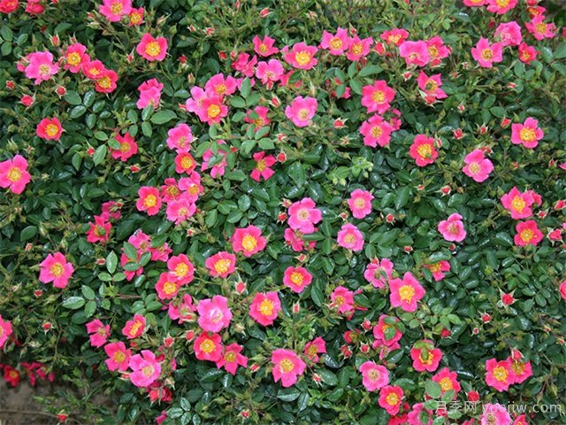 哈德福俊月季(图1) 市政绿化不可少了地被月季! (图1)