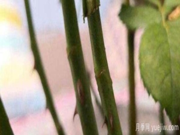 小青杆树状月季栽培如何管理？嫁接怎么做？