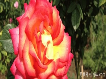 在给树状月季浇水时应该留意什么呢？