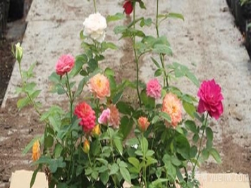 新移栽的盆栽树状月季苗叶子变黄是怎么回事？