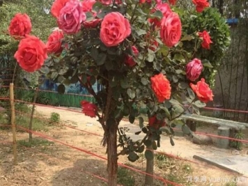 河南树状月季可以养几年在于你的日常种植管理