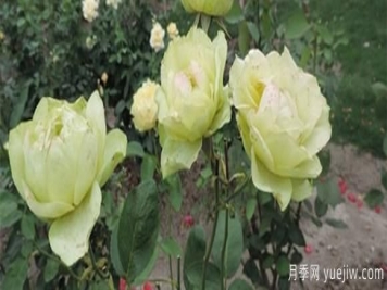 决定树状月季嫁接成活的要素有什么？