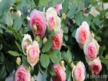 藤本龙沙宝石从选盆到栽培的·种植管理