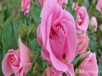 盆栽月季花，在不同时节，养育有什么注意点？