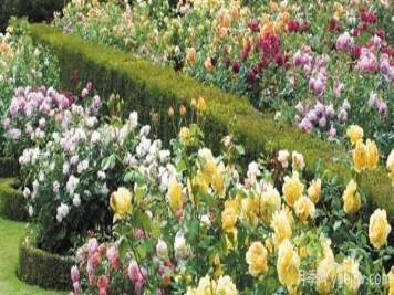 月季嫁接茶花方法有哪些？