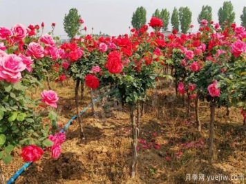 南北地区栽种树状月季应该注意哪些？