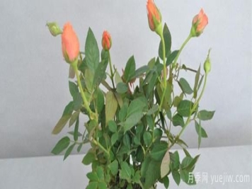 盆栽月季是阳性树种，应该怎么养育保花呢？