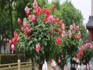 月季花五颜六色，什么会影响树状月季花的颜色呢？