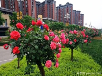 怎样让我们的月季， 每个月都开能开大花？